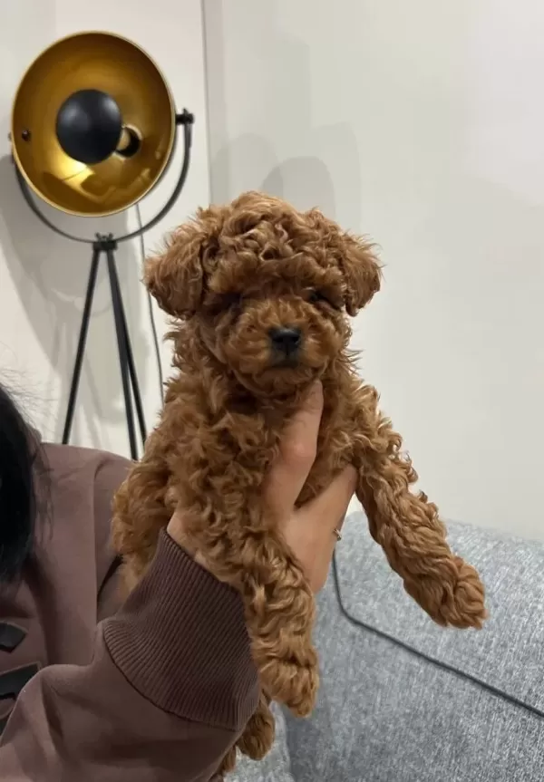 Kore Poodle Yavrumuz