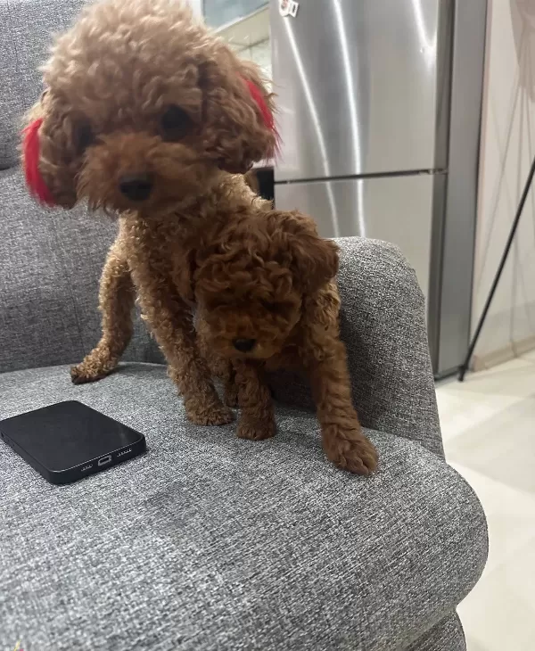 Kore Poodle Yavrumuz
