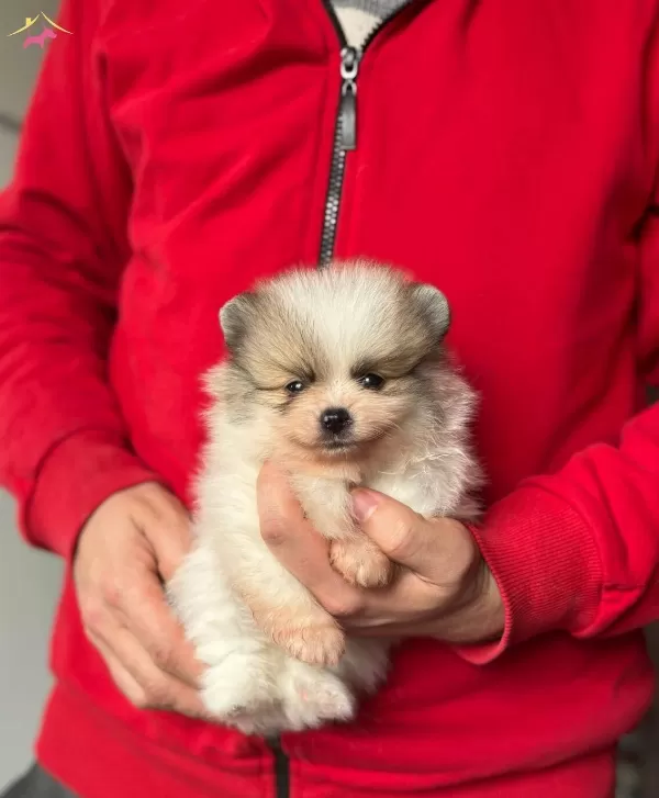 Disi Erkek Pomerian Boo Yavruları