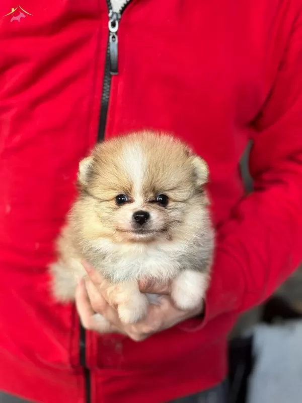 Disi Erkek Pomerian Boo Yavruları