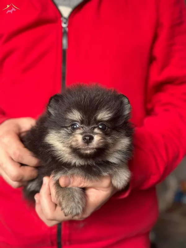 Disi Erkek Pomerian Boo Yavruları