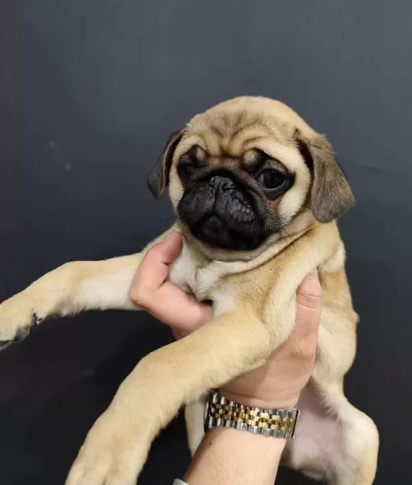 A Kalite Pug Mops Yavrular