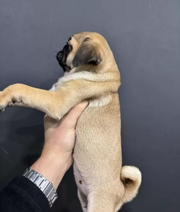 A Kalite Pug Mops Yavrular