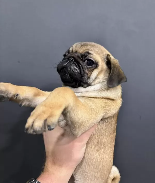 A Kalite Pug Mops Yavrular