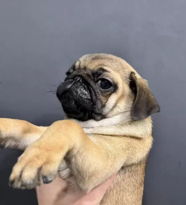 A Kalite Pug Mops Yavrular