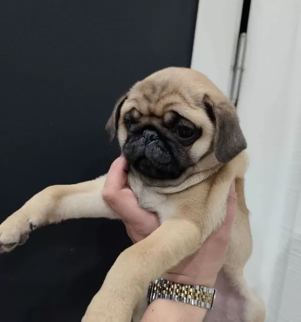 A Kalite Pug Mops Yavrular