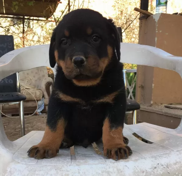 Safkan A Kalite Macar Rottweiler Yavrular