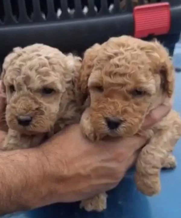 Ev Yasamına Uygun Oyuncak Gorunumlu Poodle