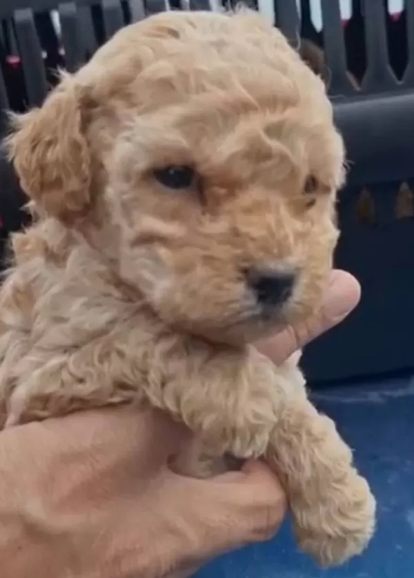 Ev Yasamına Uygun Oyuncak Gorunumlu Poodle
