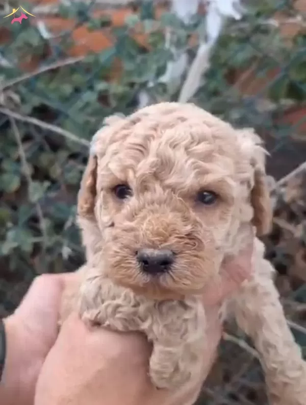 Ev Yasamına Uygun Oyuncak Gorunumlu Poodle