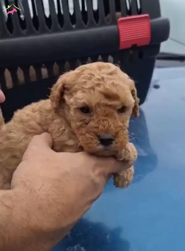 Ev Yasamına Uygun Oyuncak Gorunumlu Poodle