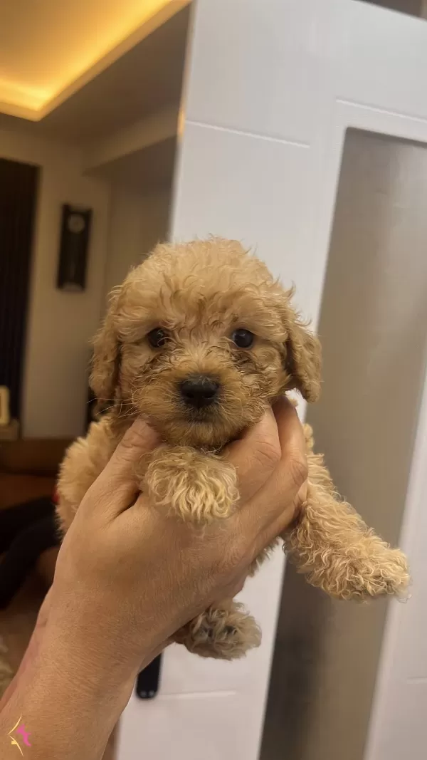 Toy Poodle 2 Aylık Erkek