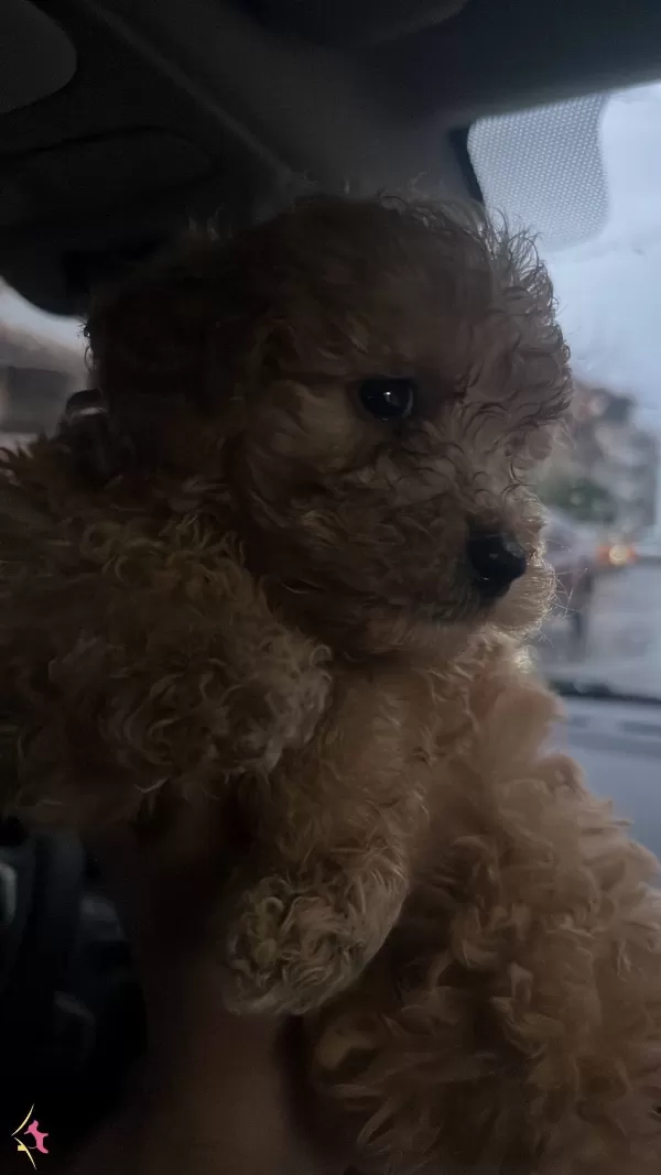 Toy Poodle 2 Aylık Erkek