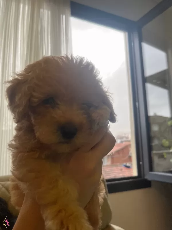 Toy Poodle 2 Aylık Erkek