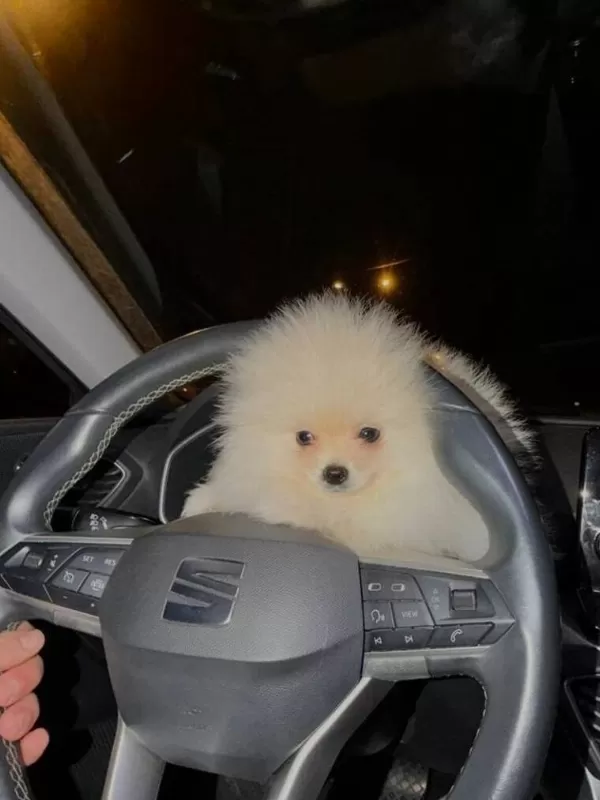 Beyaz Pelus 3 Aylık Orijinal Pomeranian Boo Yavrusu