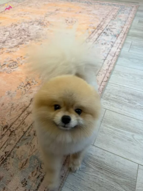 13 Aylık Full Eğitimli Orijinal Pomeranian Boo