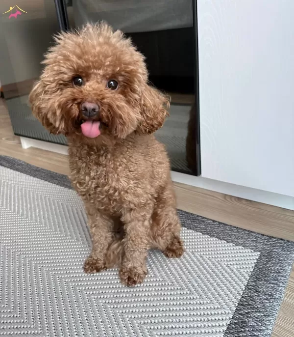 Tuvalet Eğitimli 3 Yasında Toy Poodle Disi