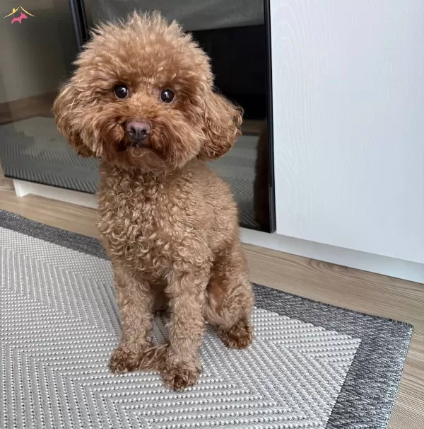 Tuvalet Eğitimli 3 Yasında Toy Poodle Disi