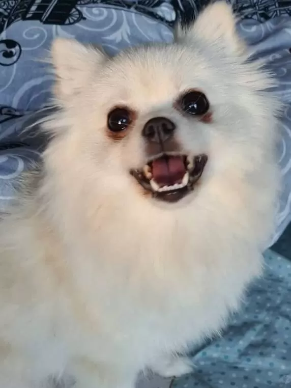2 Yasında Uysal Ve Sosyal Disi Pomeranian Boo