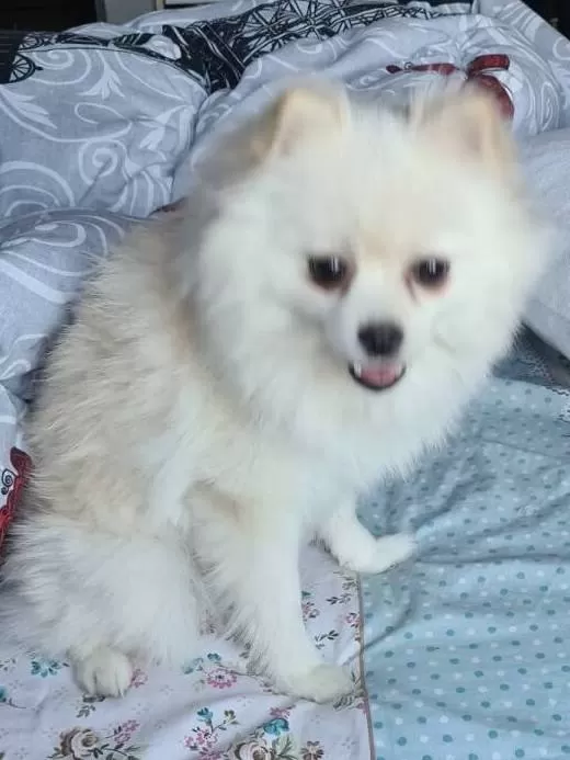 2 Yasında Uysal Ve Sosyal Disi Pomeranian Boo