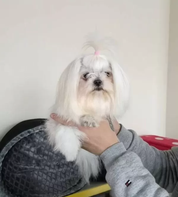 A Kalite Maltese Terrier
