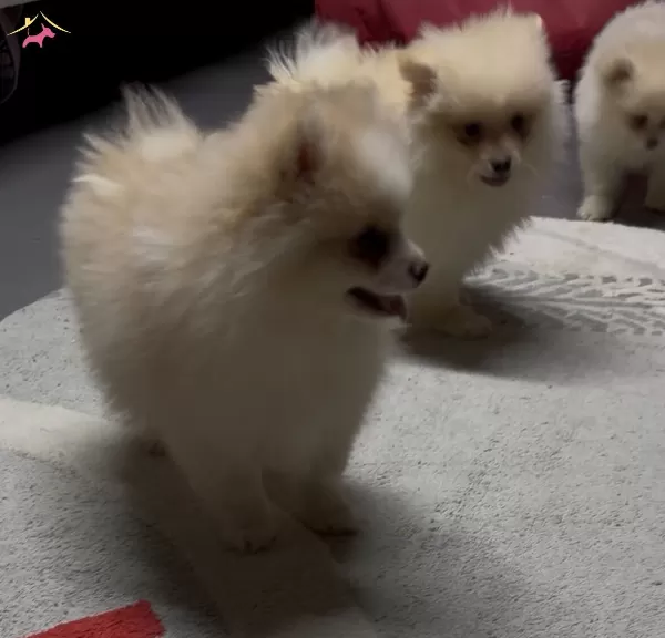 4 Aylık Pomeranian Yavruları