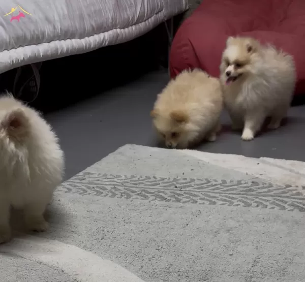 4 Aylık Pomeranian Yavruları