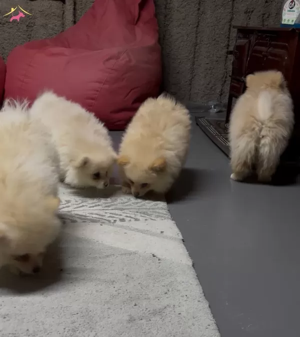 4 Aylık Pomeranian Yavruları