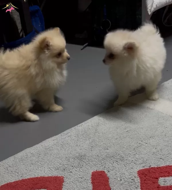 4 Aylık Pomeranian Yavruları