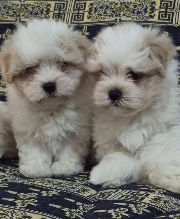 A Kalite Maltese Terrier
