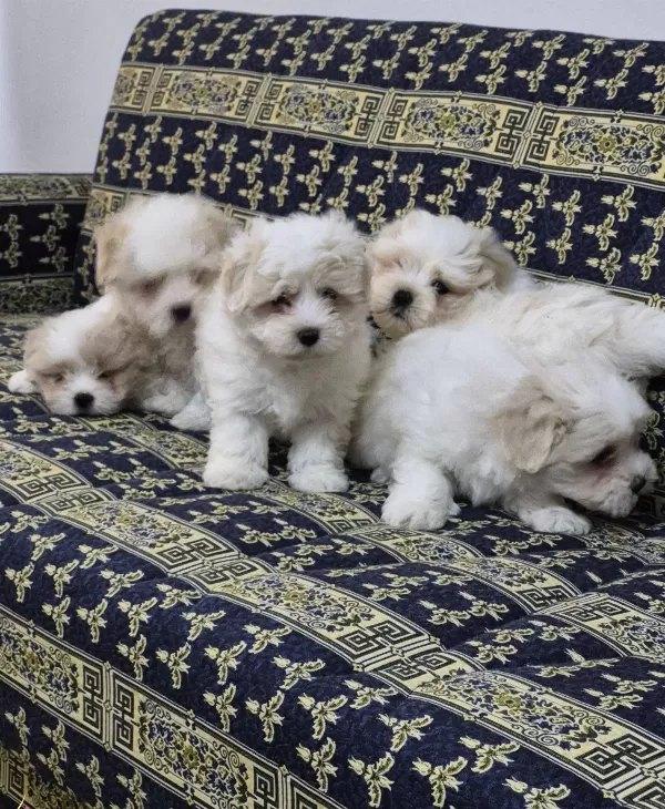 A Kalite Maltese Terrier