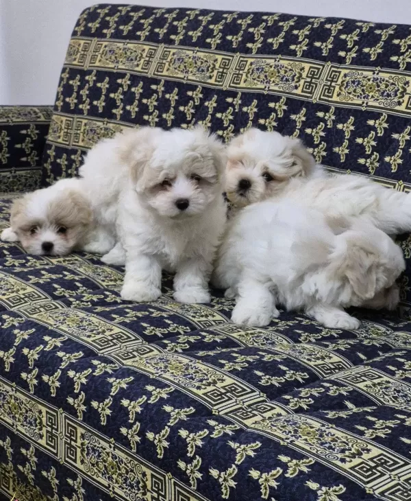 A Kalite Maltese Terrier