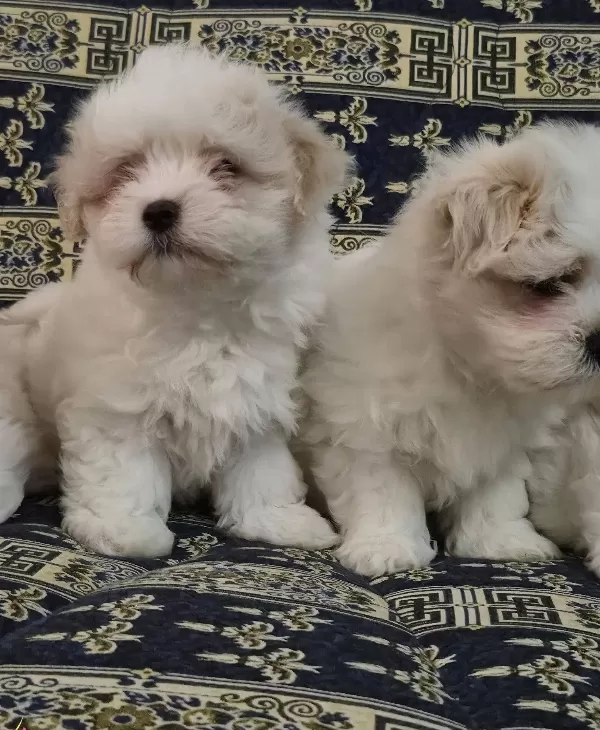 A Kalite Maltese Terrier