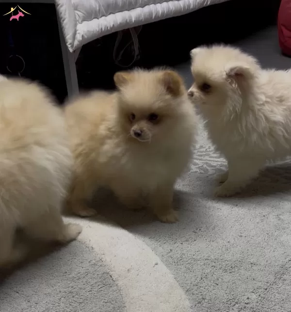 4 Aylık Pomeranian Yavruları