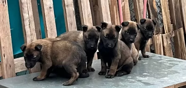 Belcika Kurdu Yavrularımız
