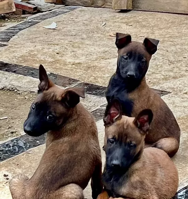 Belcika Kurdu Yavrularımız