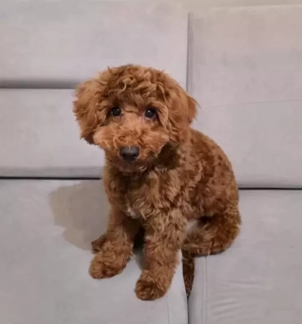 6 Aylık Oyuncu Disi Toy Poodle Asıları Tam