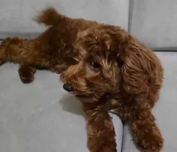 6 Aylık Oyuncu Disi Toy Poodle Asıları Tam