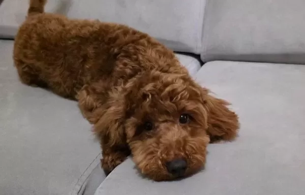 6 Aylık Oyuncu Disi Toy Poodle Asıları Tam