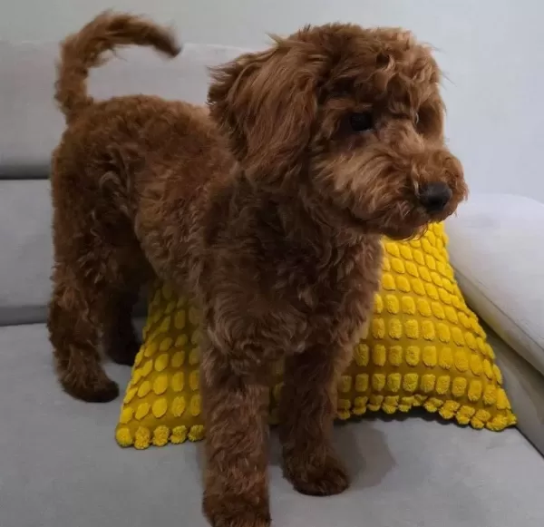 6 Aylık Oyuncu Disi Toy Poodle Asıları Tam