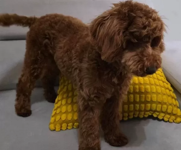 6 Aylık Oyuncu Disi Toy Poodle Asıları Tam