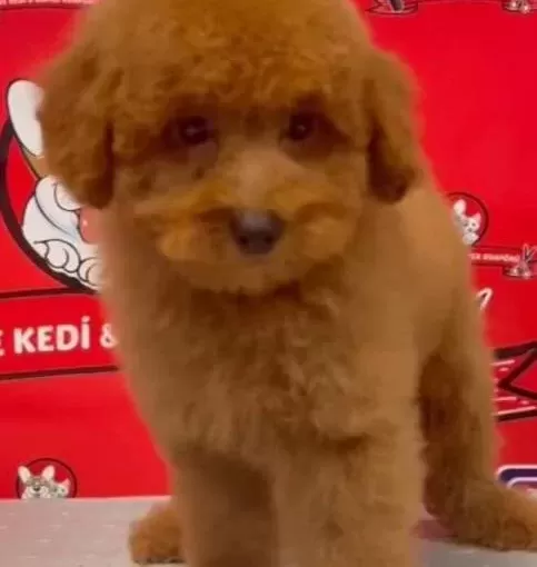 Ev Yapımı Sevgi Yumağı Red Apricot Poodle
