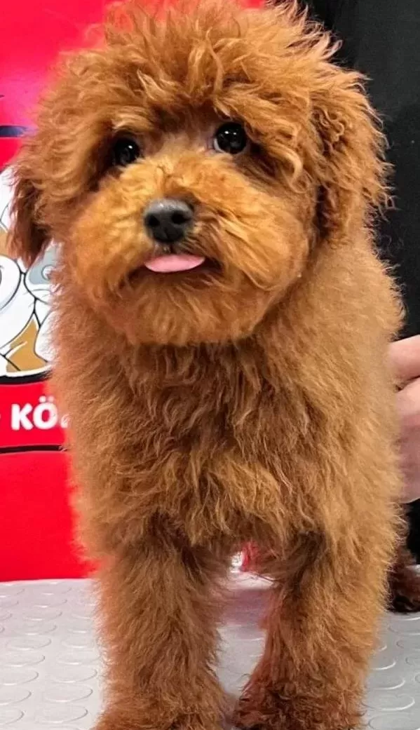 Ev Yapımı Sevgi Yumağı Red Apricot Poodle