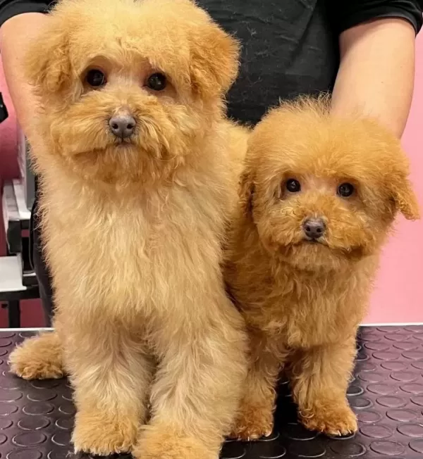 Ev Yapımı Sevgi Yumağı Red Apricot Poodle