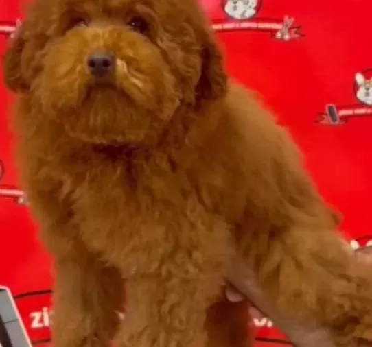 Ev Yapımı Sevgi Yumağı Red Apricot Poodle