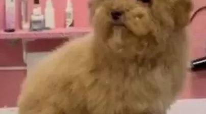 Ev Konforunda Sosyallesmis Karma Asıları Tam