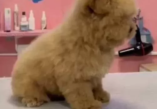 Ev Konforunda Sosyallesmis Karma Asıları Tam