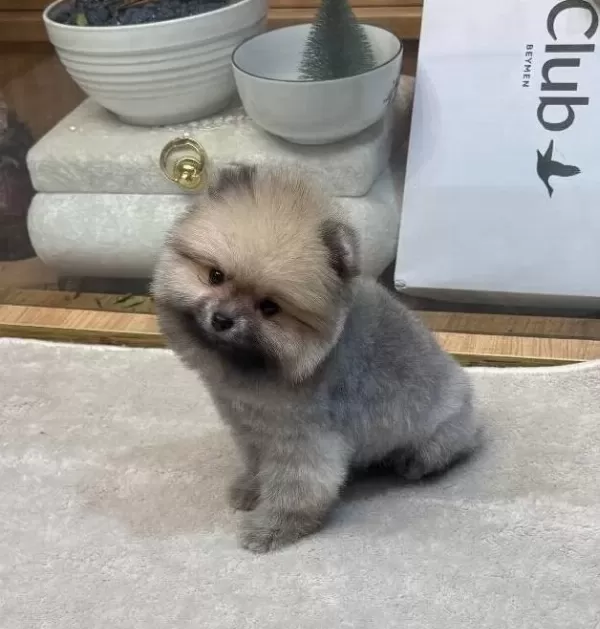 Ayı Surat Pomeranian Boo Yavrularımız