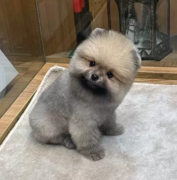 Ayı Surat Pomeranian Boo Yavrularımız