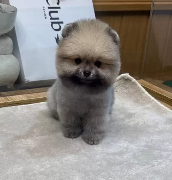 Ayı Surat Pomeranian Boo Yavrularımız